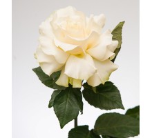 Французская роза белая