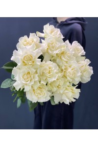 Французская роза белая