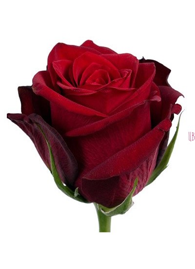 Красная роза Explorer (Эквадор)