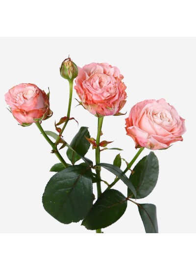 Кустовая пионовидная роза Мадам Бомбастик