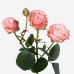 Кустовая пионовидная роза Мадам Бомбастик