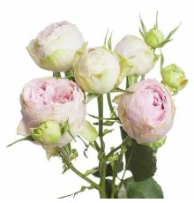 Кустовая пионовидная роза Маршмеллоу