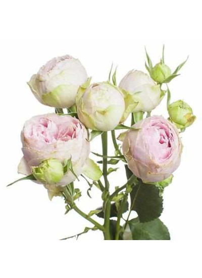 Кустовая пионовидная роза Маршмеллоу