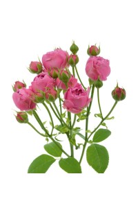 Кустовая пионовидная роза Мисти Баблз