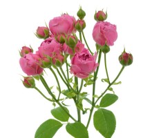 Кустовая пионовидная роза Мисти Баблз