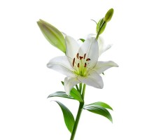 Лилия белая
