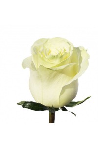 Роза белая Мондиаль