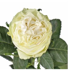 Роза кремовая пионовидная Мунстоун