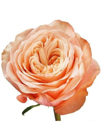 Роза персиковая пионовидная Кахала