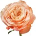 Роза персиковая пионовидная Кахала