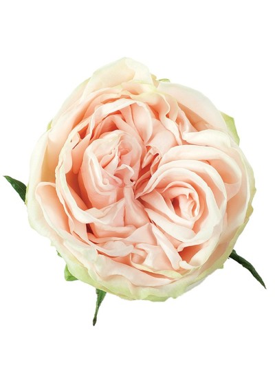 Роза розовая пионовидная Гарден Спирит