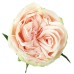 Роза розовая пионовидная Гарден Спирит