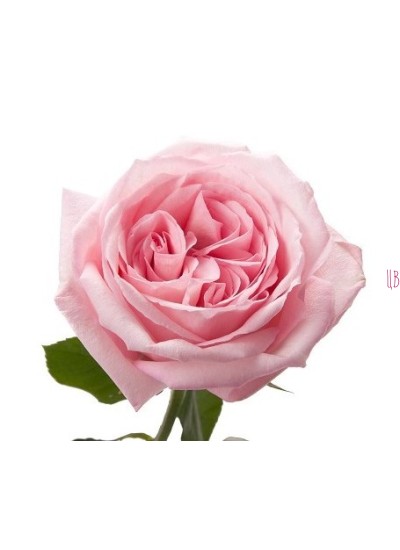 Роза розовая пионовидная Пинк Охара