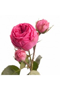 Роза малиновая кустовая пионовидная Жизель
