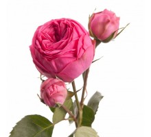 Роза малиновая кустовая пионовидная Жизель