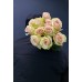 Розово-белая роза Фруетта (Эквадор)