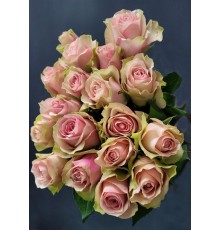 Бело-розовая роза Bellarose