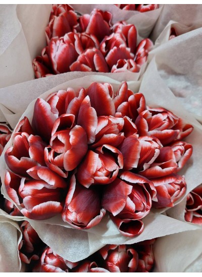 Красный с белым пионовидный тюльпан