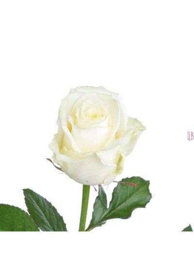 Букет из 35 белых роз (с лентой)