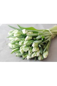 Букет из белых пионовидных (попугай) тюльпанов (с лентой)