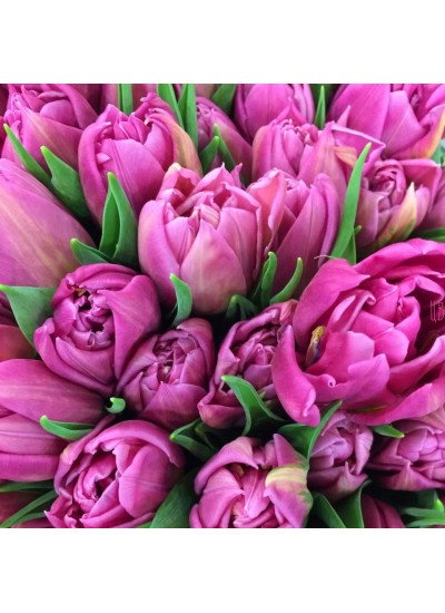 Пионовидный тюльпан (Ассортимент цвета)