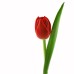 Красный тюльпан