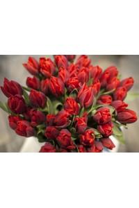 Красный пионовидный тюльпан