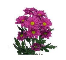 Хризантема фиолетовая