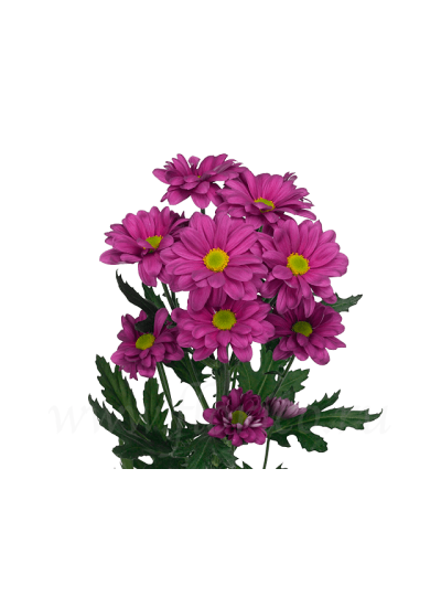Хризантема фиолетовая